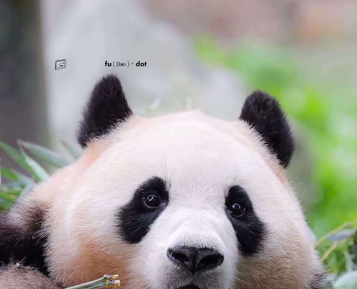 最最质朴的审美！一位姨姨和大叔的对话！
姨姨：为啥就盯着他拍呀！
大叔：她是