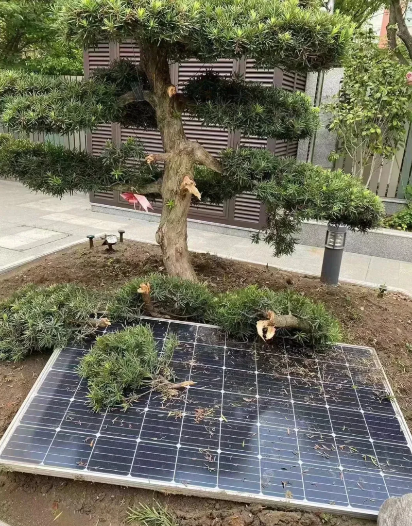 江苏无锡，一名男子花了6万多买了一棵罗汉松，种在自家院里，精心照顾，一天，男子突
