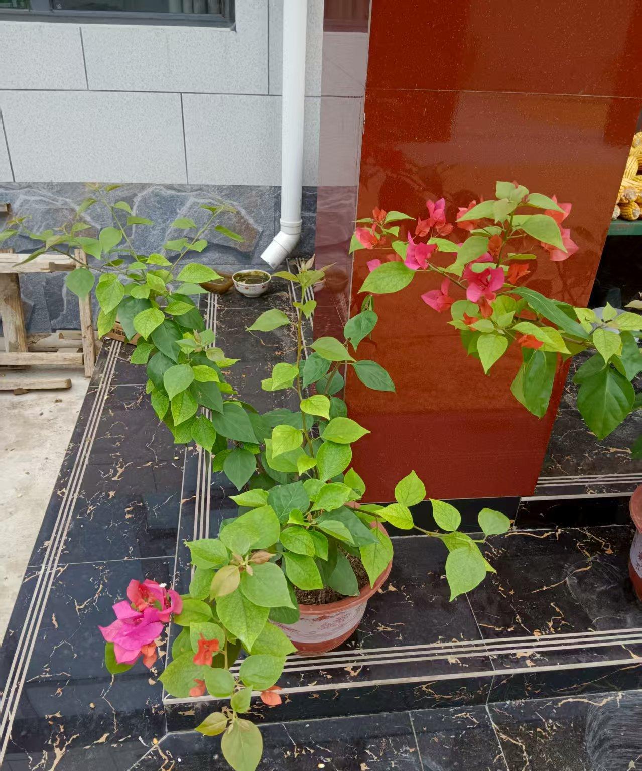 #随手拍摄花卉#
 父母是地地道道的农村人，一辈子面朝黄土背朝天，勤勤恳恳，却也