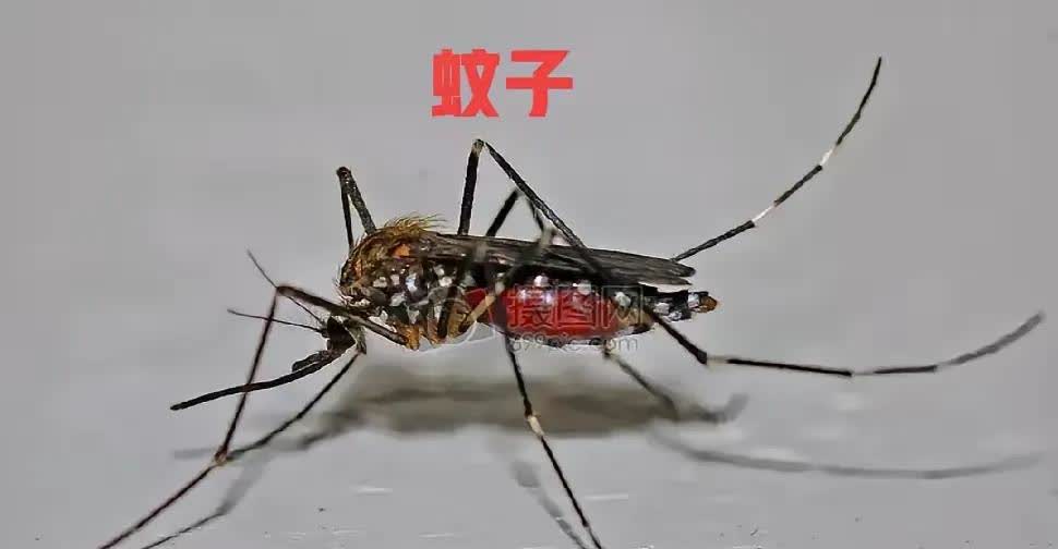 据报道，美国近日往夏威夷群岛释放了几万只的蚊子🦟。

堂堂一个超级大国，动