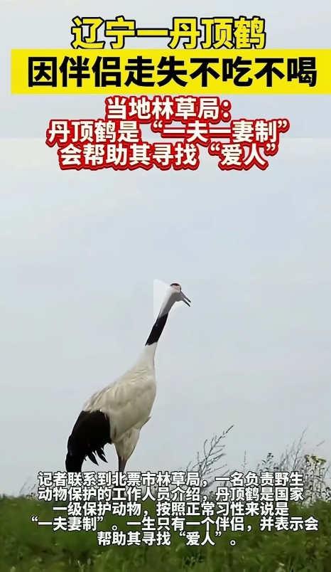 辽宁，北漂天鹅湖景区，一只丹顶鹤踱来踱去的走着，不停的冲着远处哀鸣，声音凄凉的让