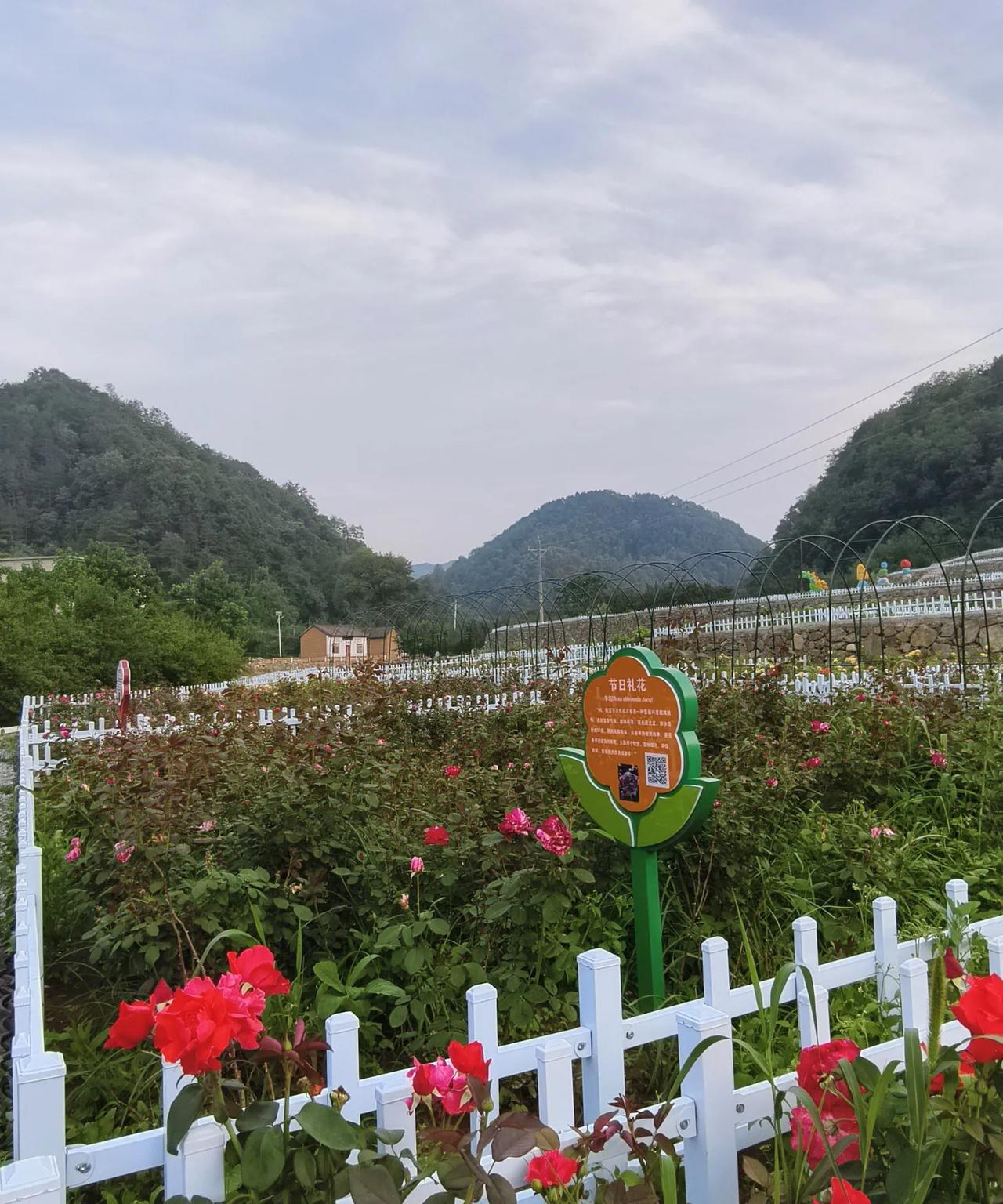 带着遗憾离开栾川避暑地。
到了这的第二天晚上，老公的痛风病发作了，脚趾肿疼，不敢