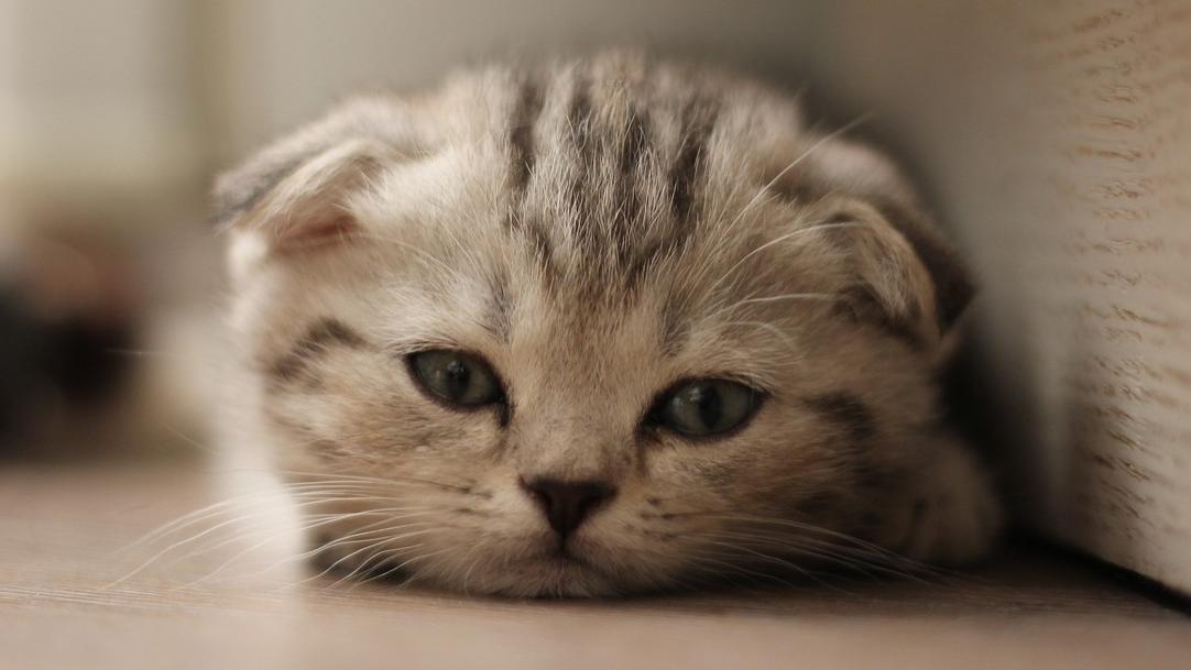 为什么上班摸鱼一整天，反而工作一整天还累