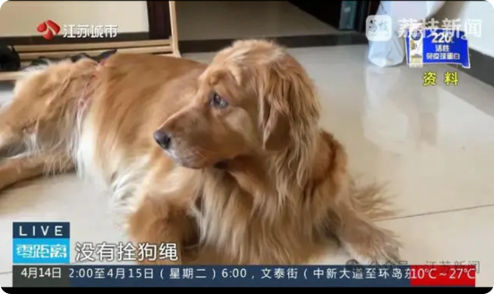 “肠子都悔青了！”老人被60斤大狗扑倒死亡，家属索赔10万元却遭拒！不料，家属告