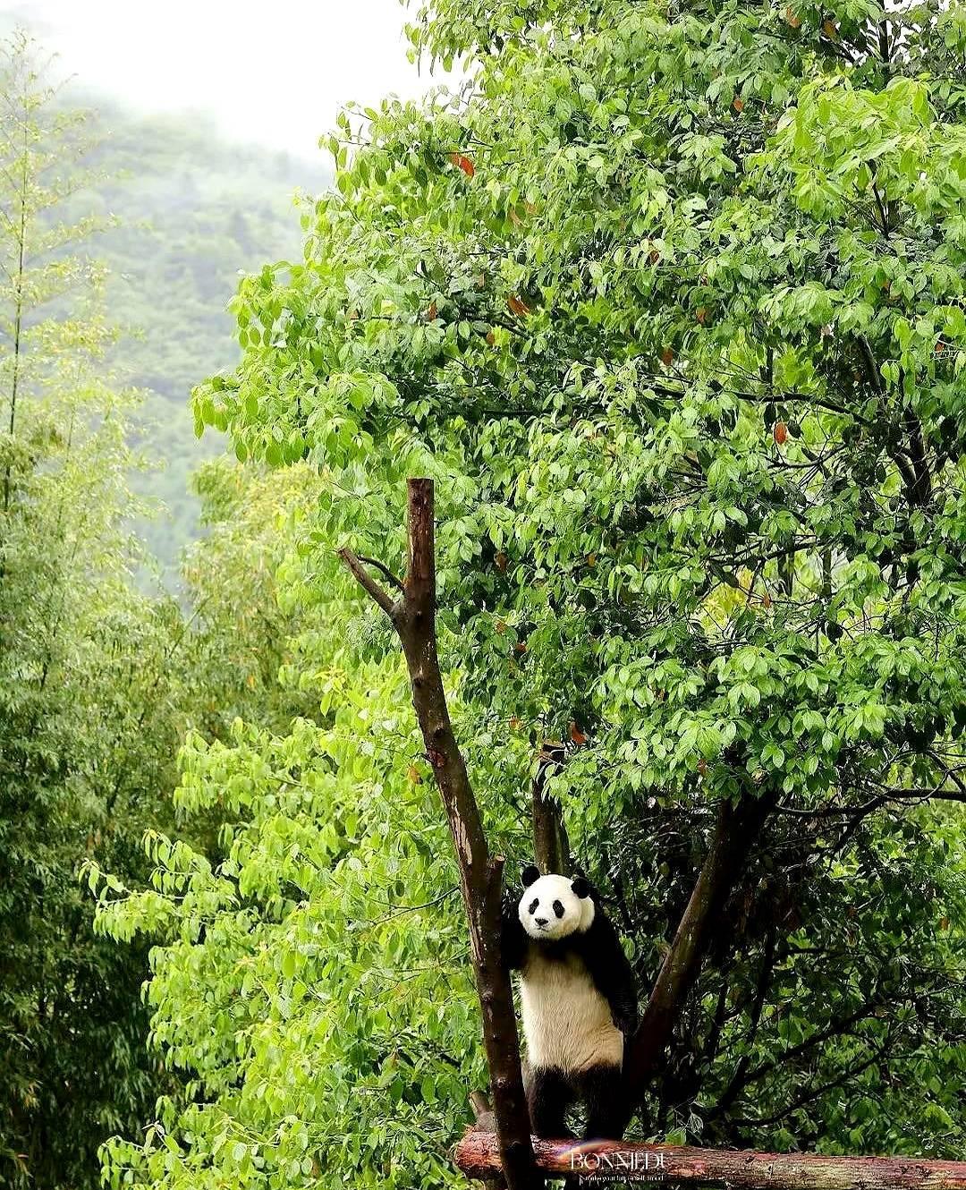 5月25日，福宝扶着树人里人气的，眺望着远方。郁郁葱葱的院子像一幅画一样～
这小