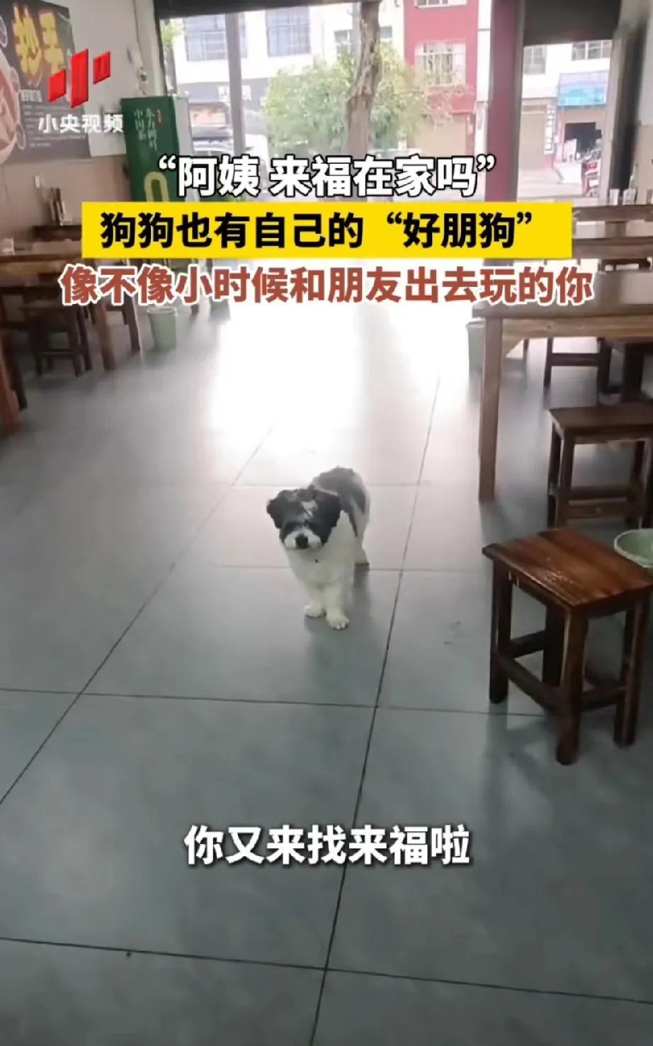 都说狐朋狗友，原来狗狗出去玩耍的时候，也会来叫自己的朋友一起去呢。
这只狗狗每天