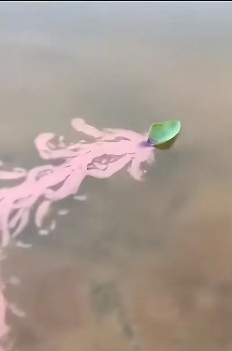 小时候有没有这样干过？
把圆珠笔芯里面的墨水弄出来，放在一片树叶的后面，然后把树