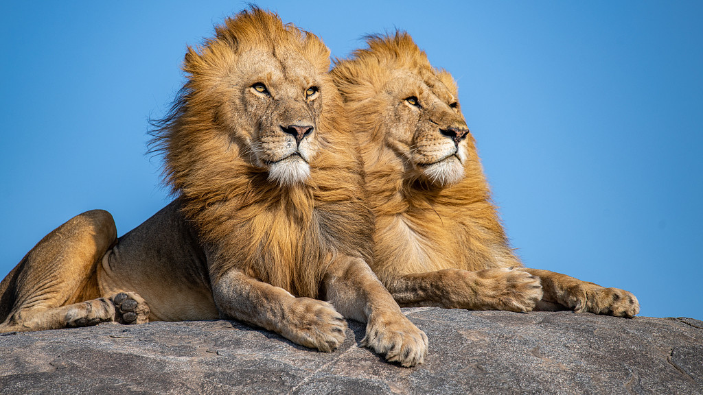 （月运）2026年1月星座运程狮子座、处女座