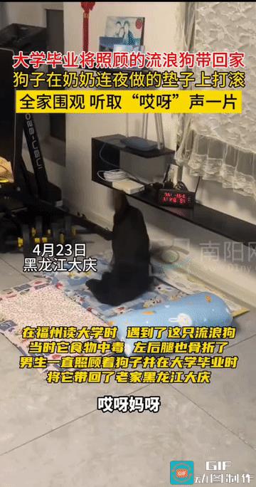“这也太有爱了!”黑龙江大庆，大学毕业后，男子将在学校收养照顾的流浪狗带回了老家