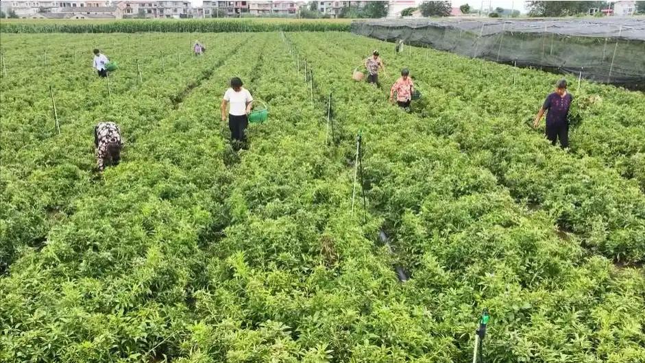 阜阳阜南：焦陂镇 中草药种植拓宽富民路