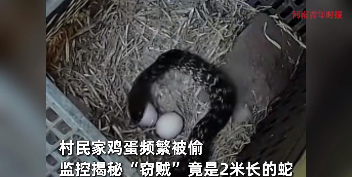 “活久见！”9月2日，江西上饶，一村民家里养了十几只土鸡，每天都能产下不少鸡蛋，
