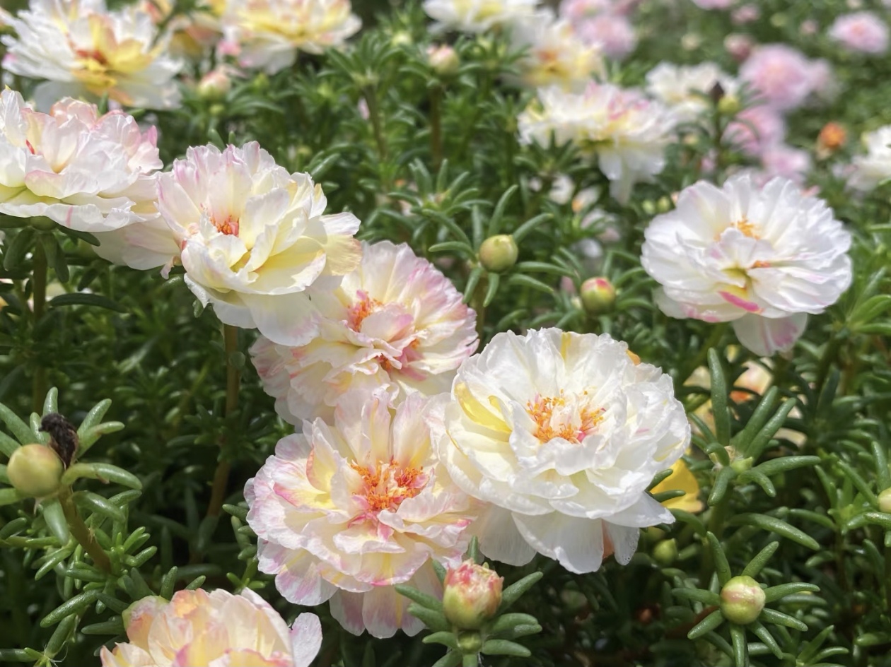 我家太阳花的“小任性”：缺光只长叶，给够日照，白紫红黄开满盆！