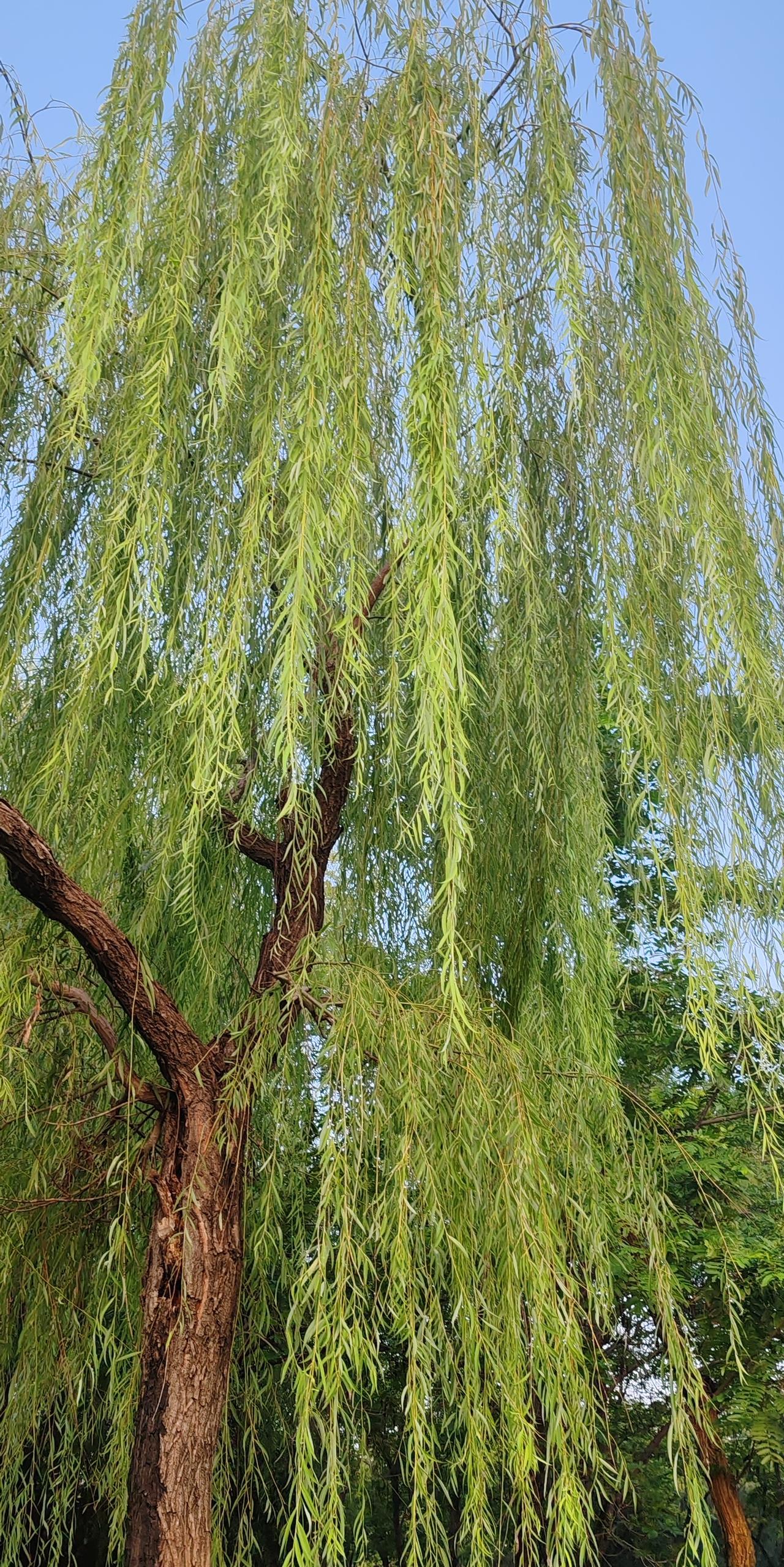 #身边的绿植随手拍#七里河边的绿植垂柳随手拍…