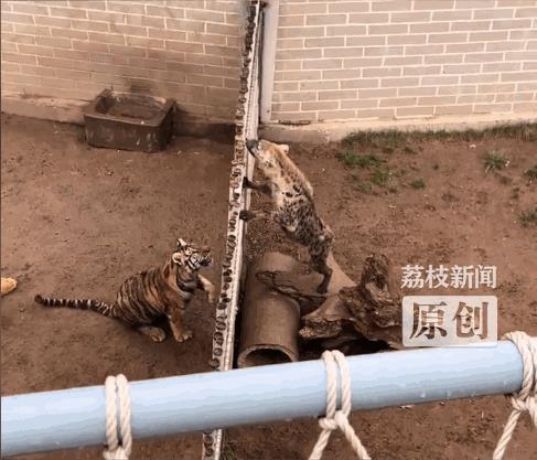 这天，一男子去动物园游玩，结果竟看到了一场“世纪大战”，直言值回了票价！
一只鬣