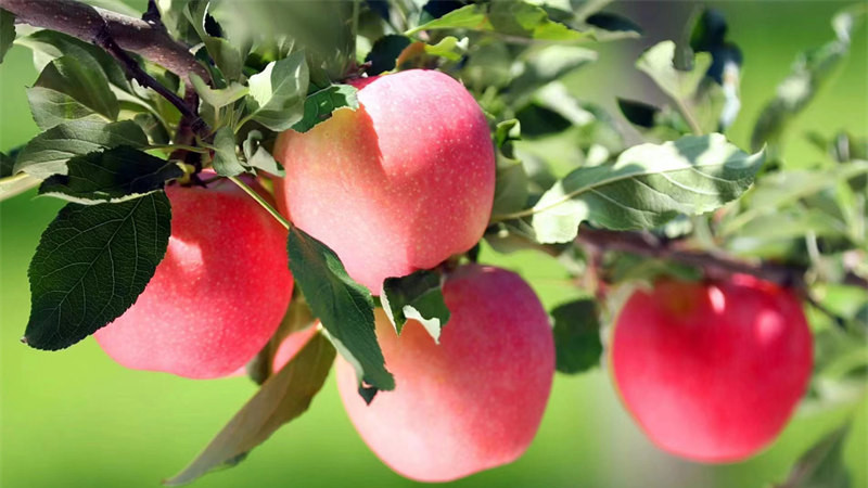 疏花与补钙，甲酸钙在果树上的应用！