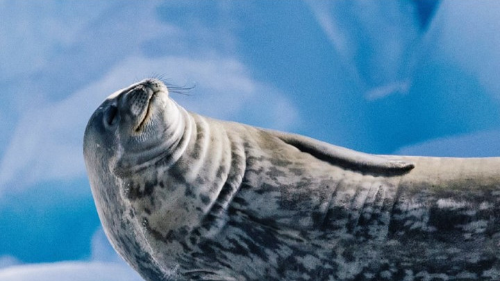 搭乘国家地理同款船去南极🔥最后机会#朝闻旅行I一起出发