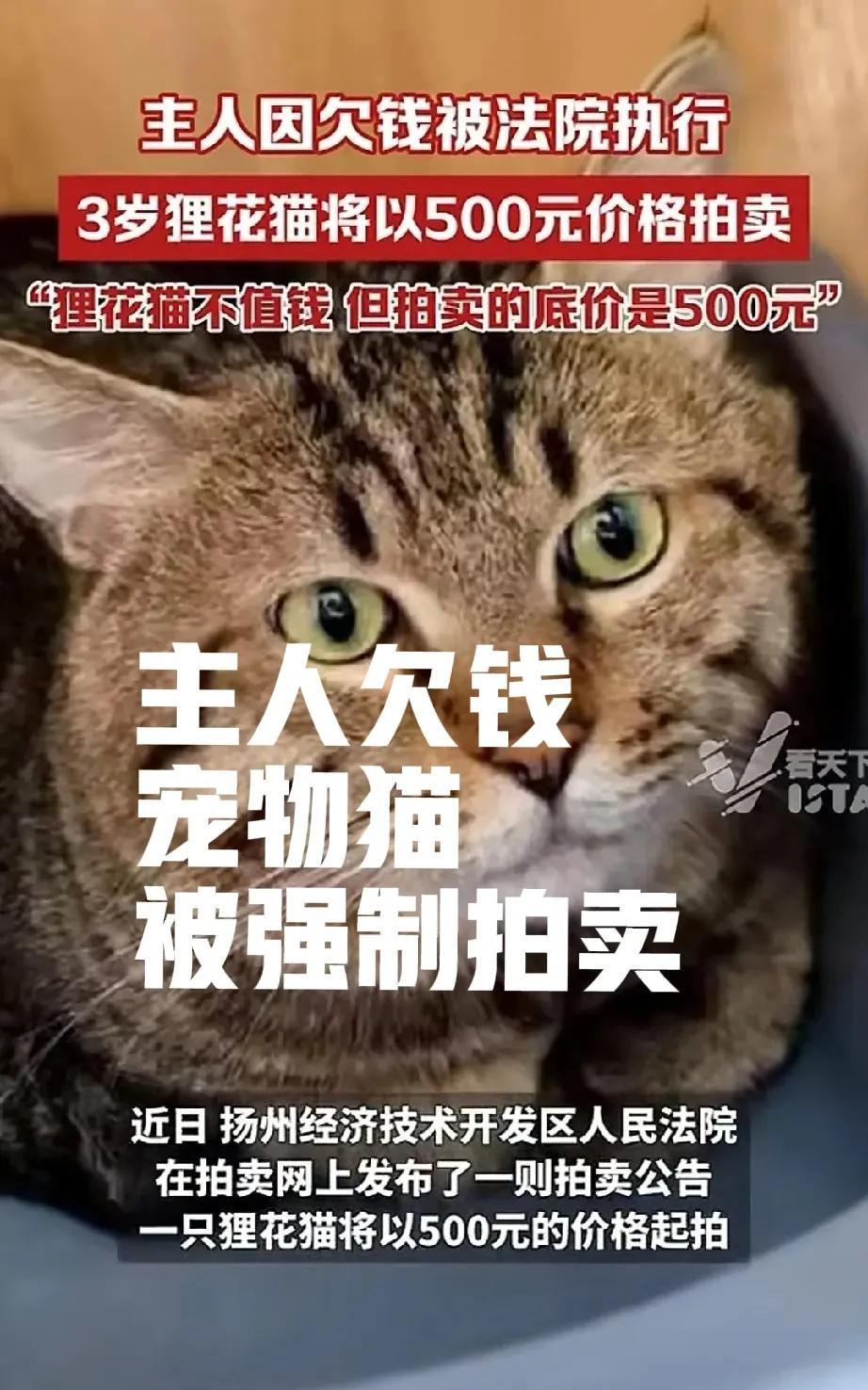 史上最悲催的狸花猫，主人欠钱，自己从小被寄养，最后却还要被法院以500元的底价拍