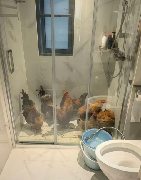 不知道的还以为我是偷鸡的呢