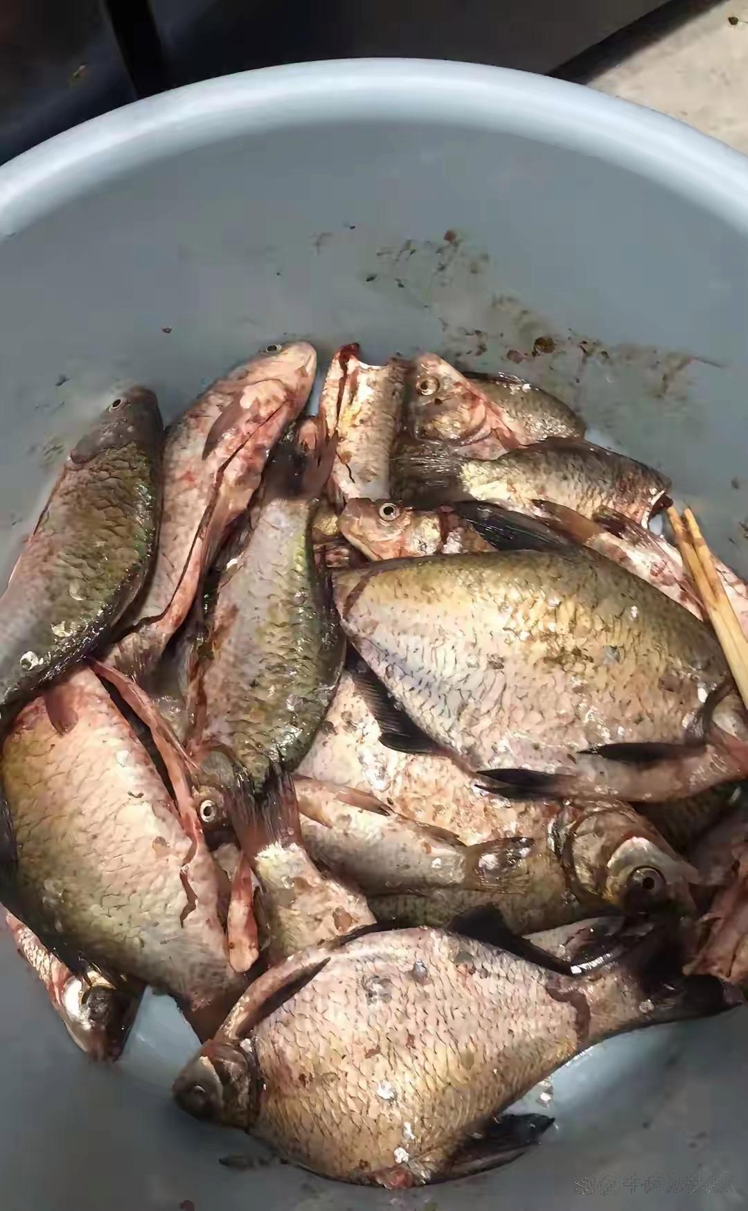 鱼竿去钓，况且每天都能钓到鱼。昨天，处理这些小鱼到半夜，真是累的够够的了，请问除