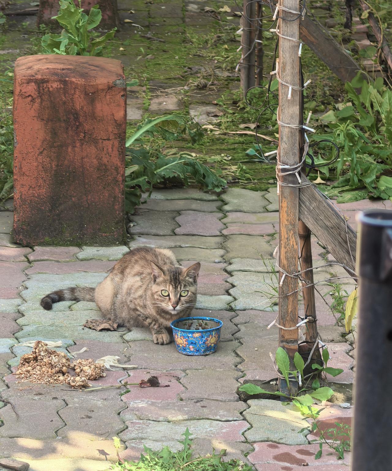我住的是平房，院子里经常来一些流浪猫。
      于是我就从网上买了些猫粮，每