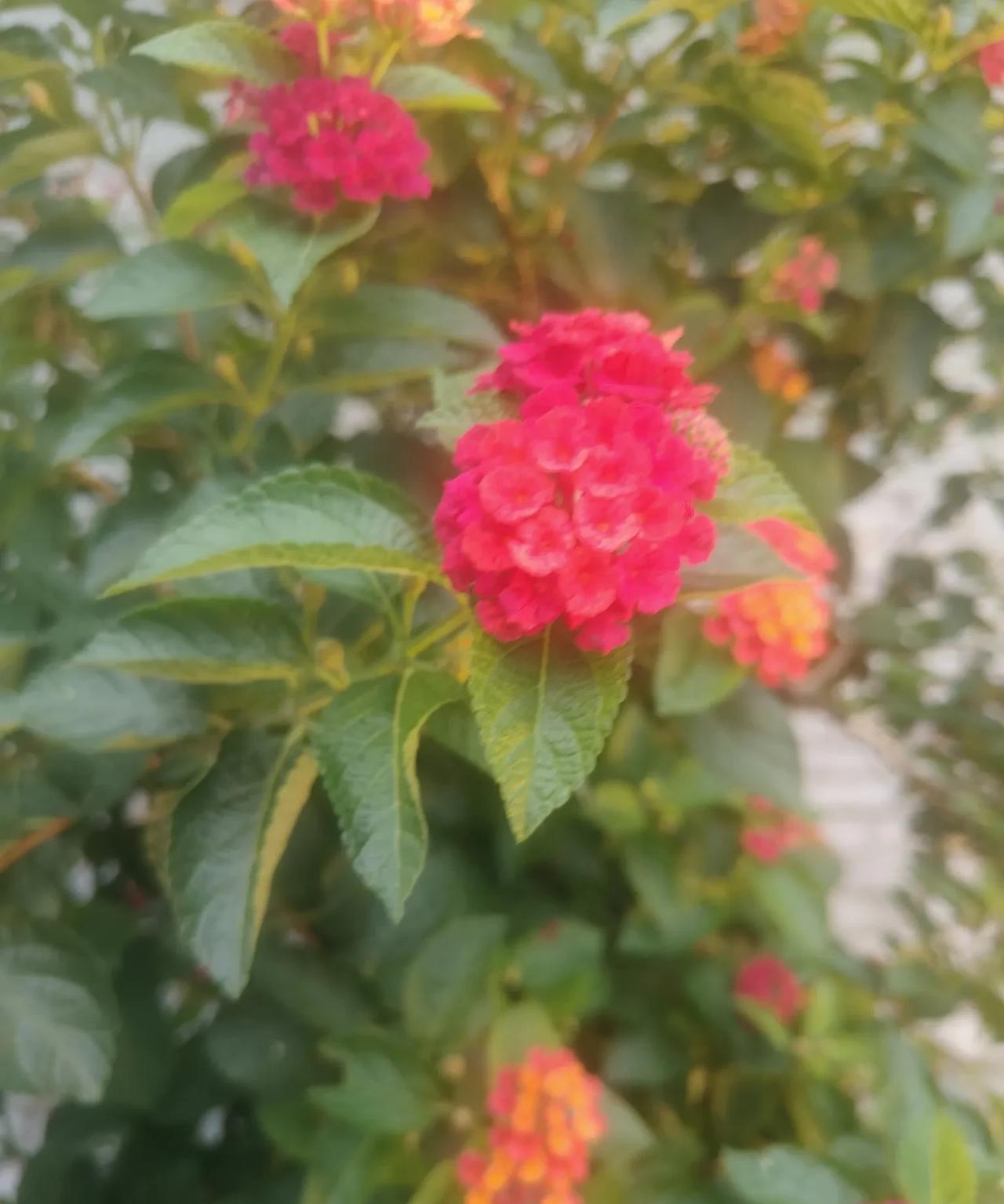 此时节日，写给父亲。
两个孩子与他们的父亲视频，说着祝福的话，汇报自己的学习和生