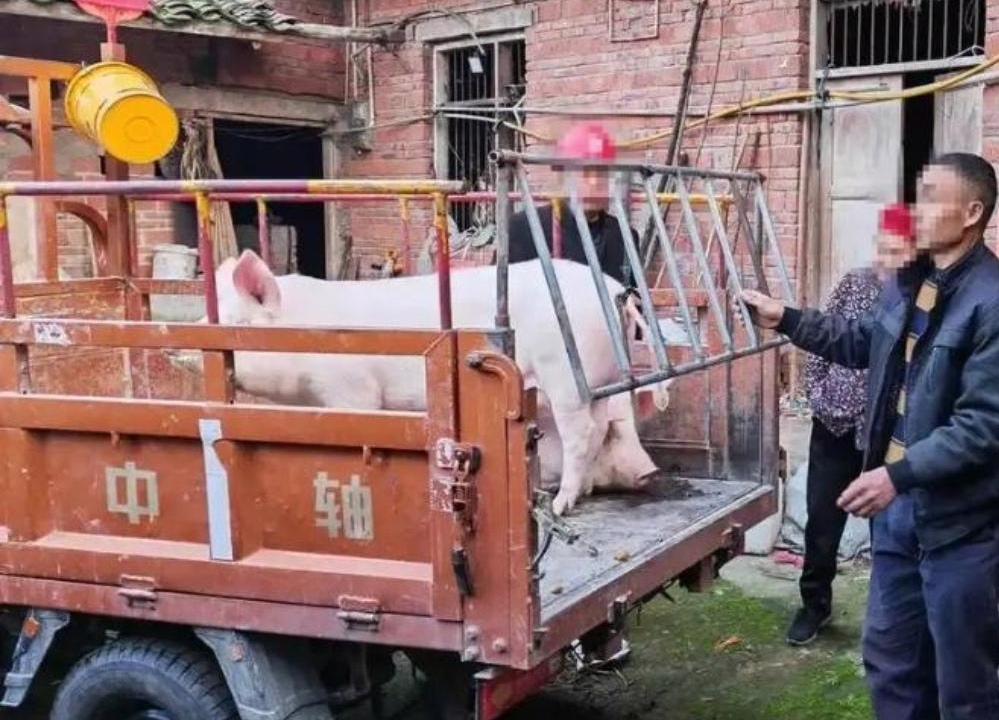 江苏的张某，收了生猪去屠宰场，但没有交通工具，他就雇了王某帮他运输生猪。王某有一