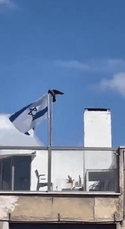 伊朗的媒体确实有才，不知从哪里找到了这么一段小鸟把以色列国旗给扯掉的视频，并且还
