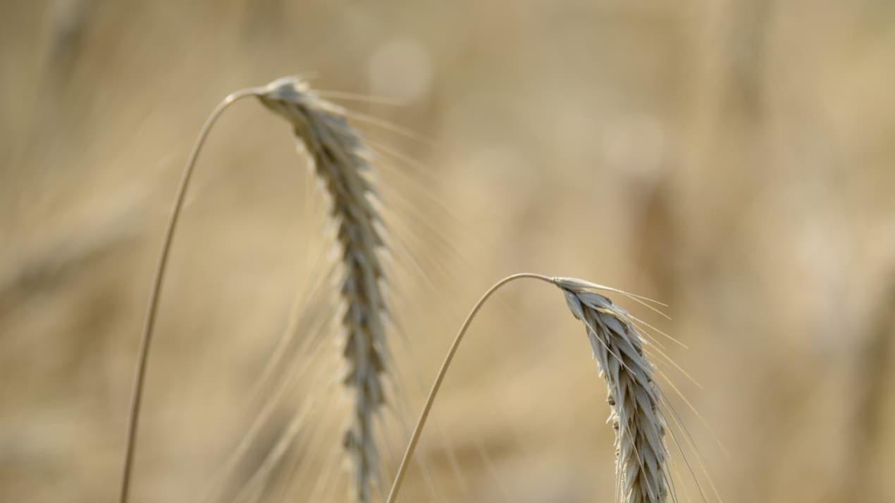 七天浇水革新，独家揭秘，长江流域，小麦抗旱有方