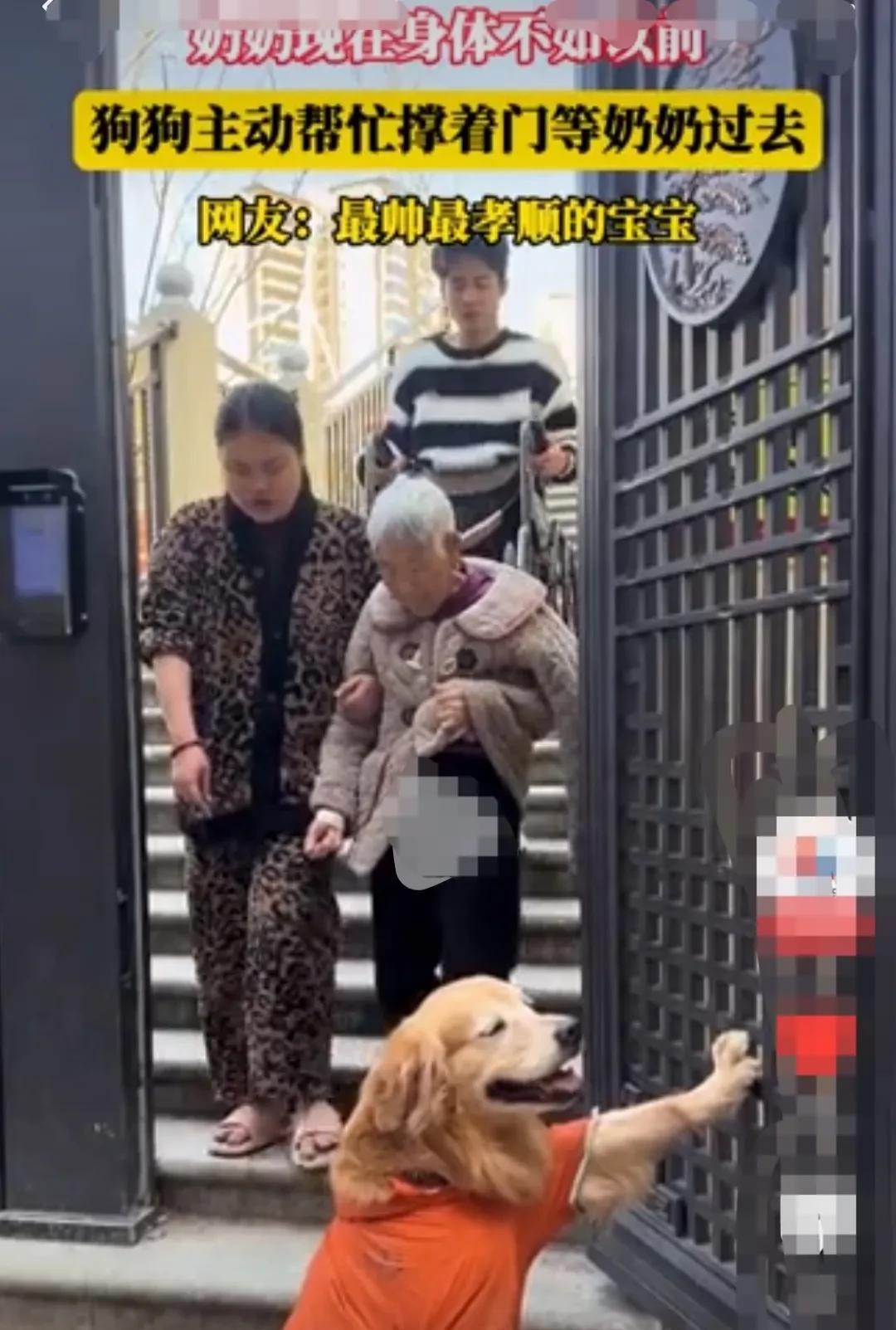 湖南，因为奶奶身体不好，平时走路佝偻着腰，脚步蹒跚。
狗狗每次进门的时候，都会跑