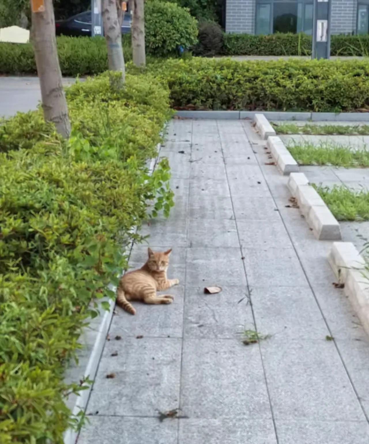 早上七点多去食堂，回来的路上碰到领导，看她戴着墨镜提着包，脚步轻盈，精神头好，让