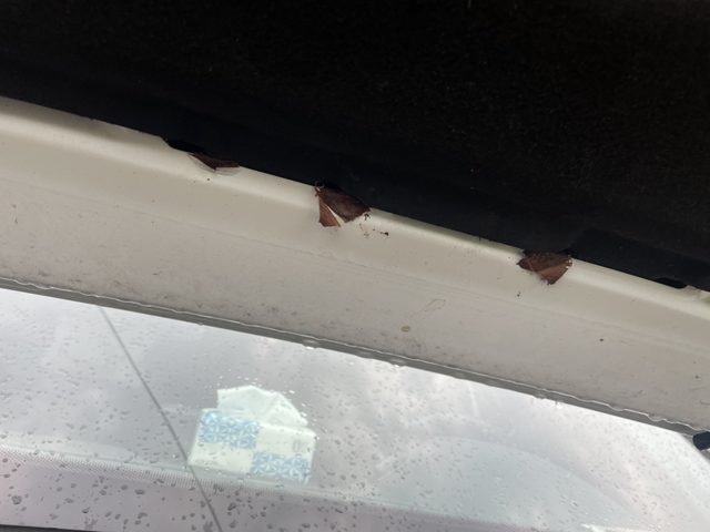 十代雅阁两年多发动机盖出现爆油漆
车友有出现这种情况的吗？