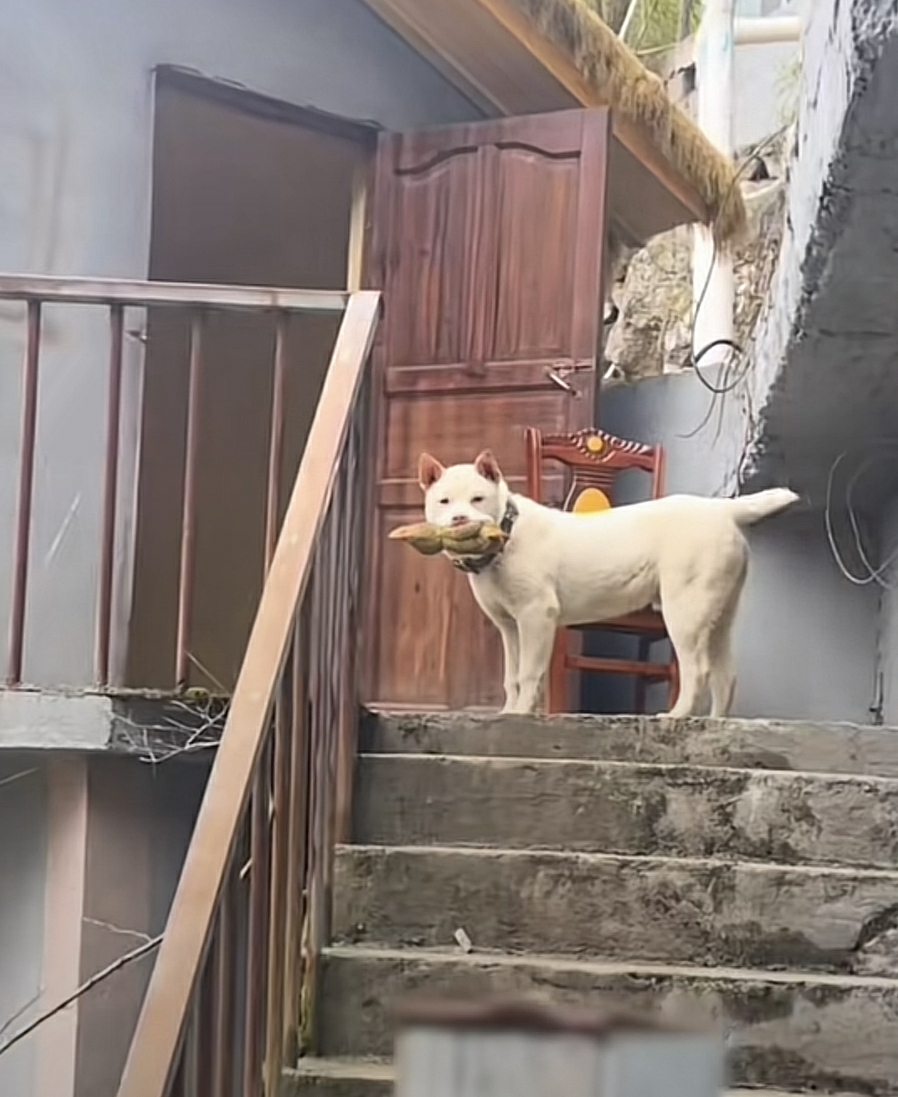 下司犬毛长，长得有点潦草。