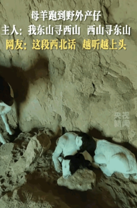 这句西北话“火”到了央视！

这只快要生小羊的母羊自己跑到外面不回家，可把主人给