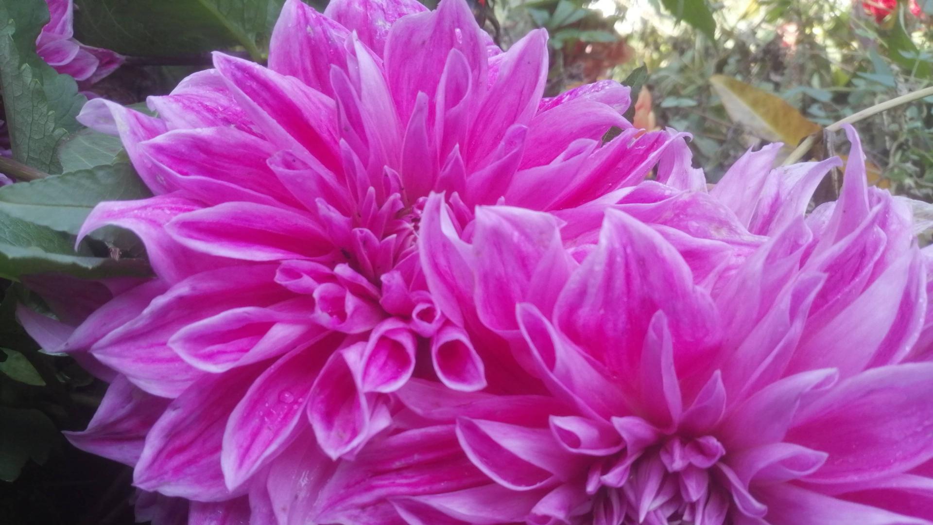 大丽花赞—— 郭蘭芳