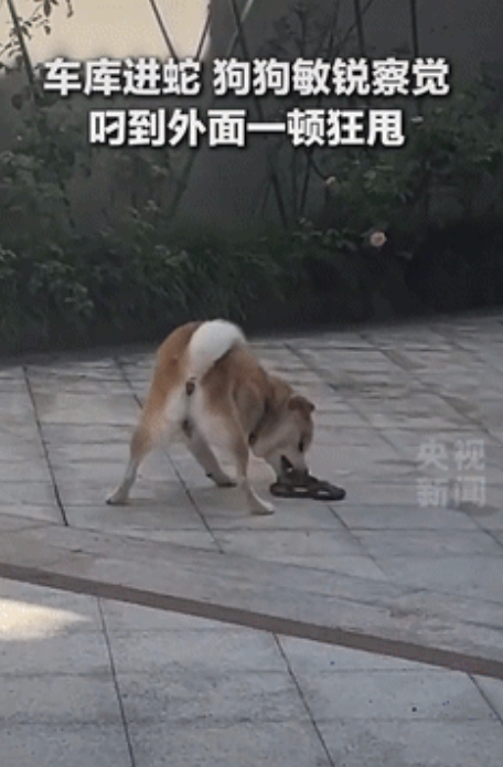 这狗火到央视了！浙江绍兴，一女子家车库进了一条蛇，吓得她有点不知所措，谁料，家里