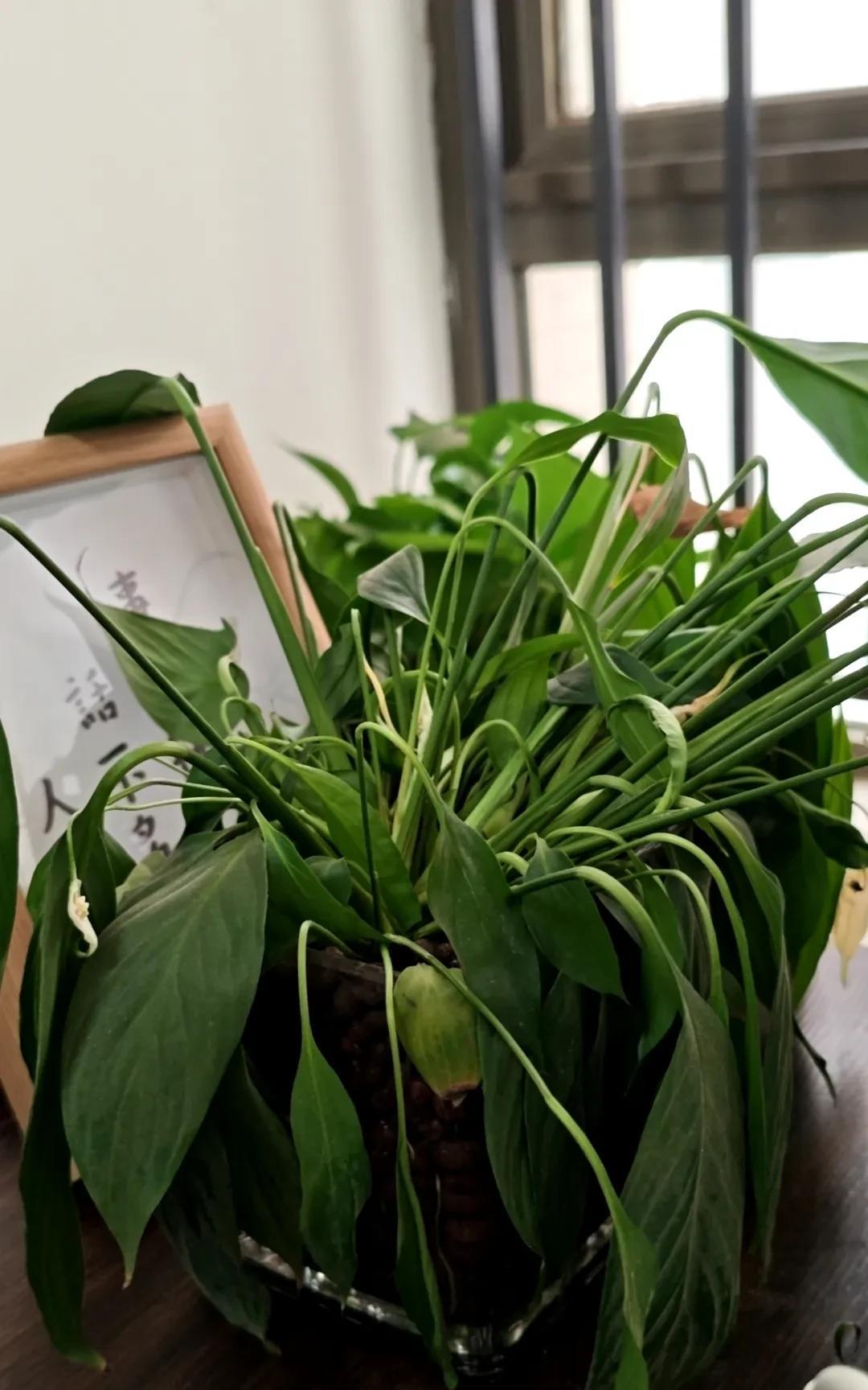 方向对了，不断重复，其它交给时间。
你焦虑，是因为你不信时间
三天没效果，就开始