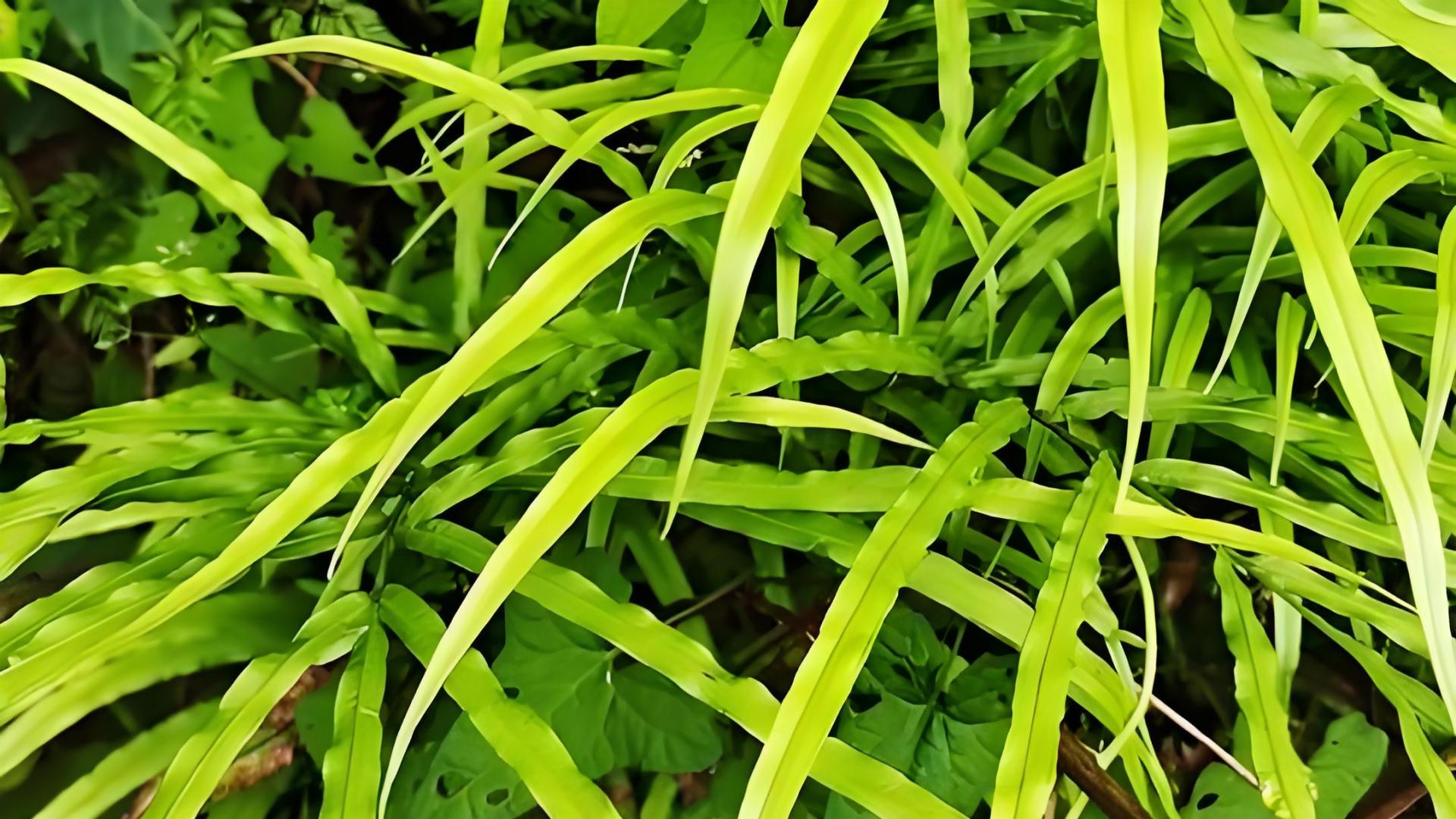 食道肿瘤五大克星横空出世，剑指瘤灶