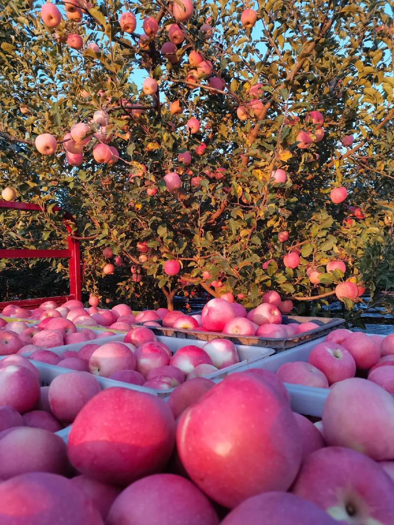 甘肃庆阳美食，红富士真好吃！