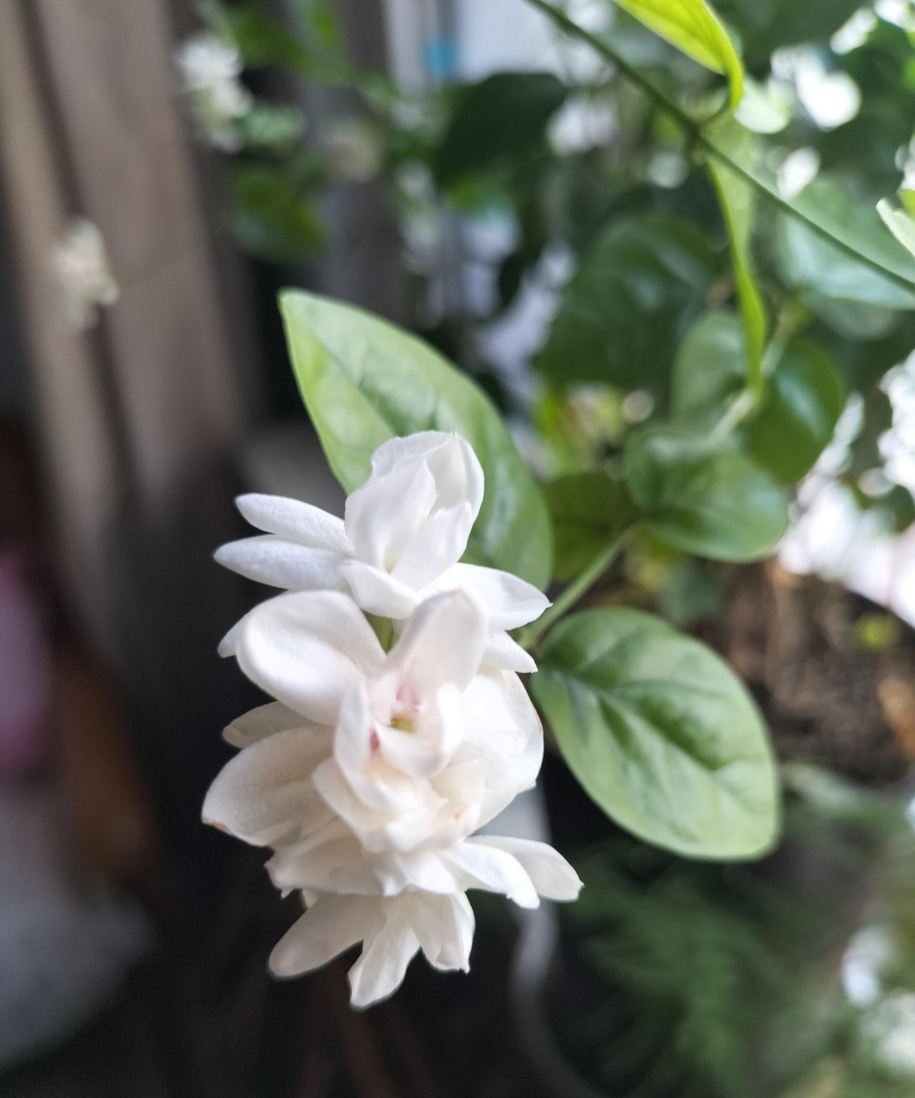 老爸种的茉莉花真好！老爸在窗台上养了一盆茉莉花，开了一个夏天，立秋也不败。
多的