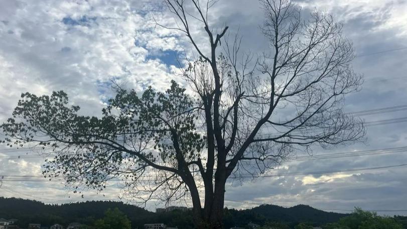 科学还是玄学？我们可能只理解了生命的“一半”：生物场理论正在颠覆认知