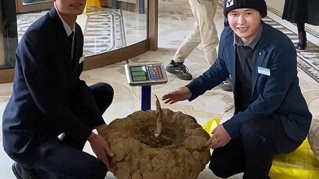 云南惊现巨型魔芋王 重达82斤极为罕见