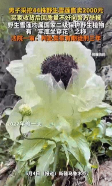 长点记性吧！新疆，一男子上山采蘑菇时发现一片野生雪莲，于是当即就挖了44颗雪莲，