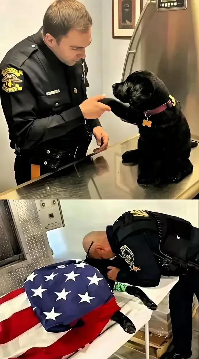 近日，加利佛尼亚州警察局为一只因公殉职的警犬“布拉多”举行了隆重的葬礼，给予了它