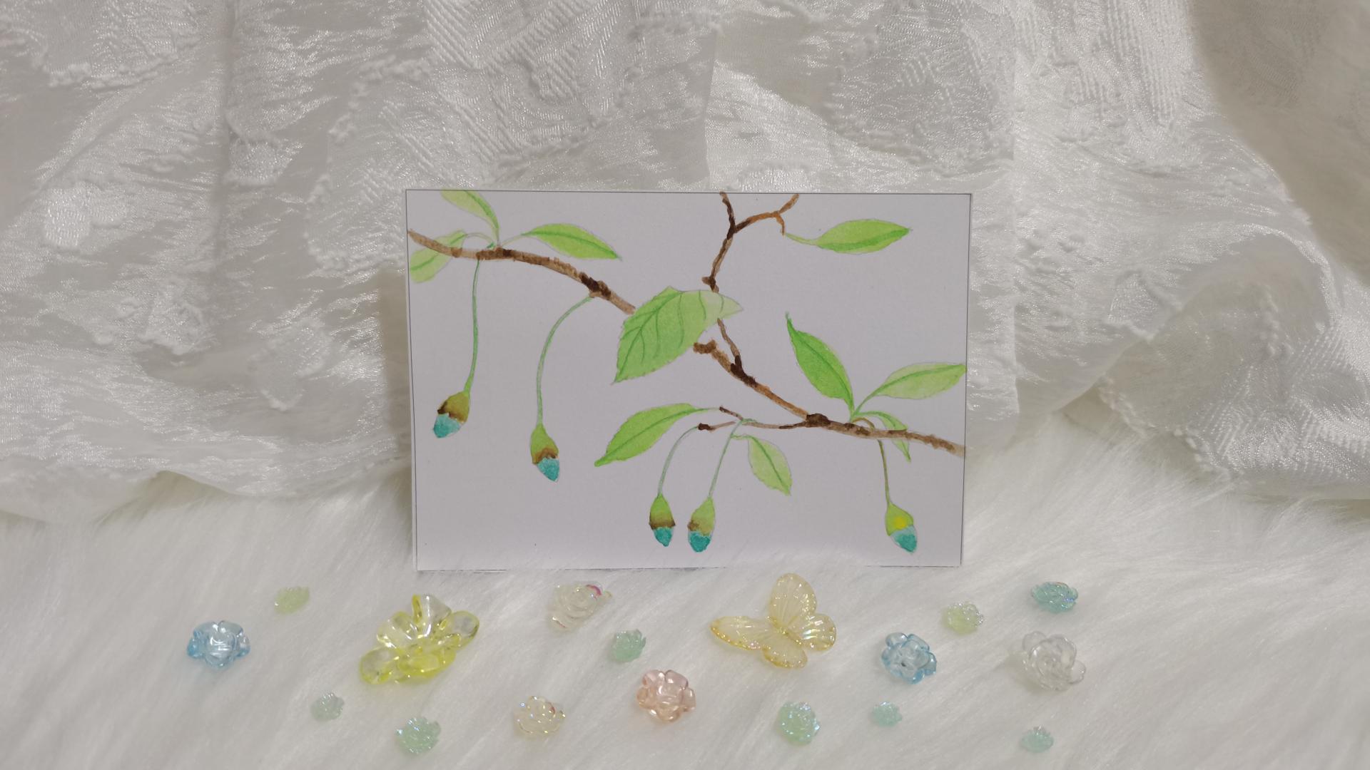 49 野茉莉（绘画 水彩 果花甘06）