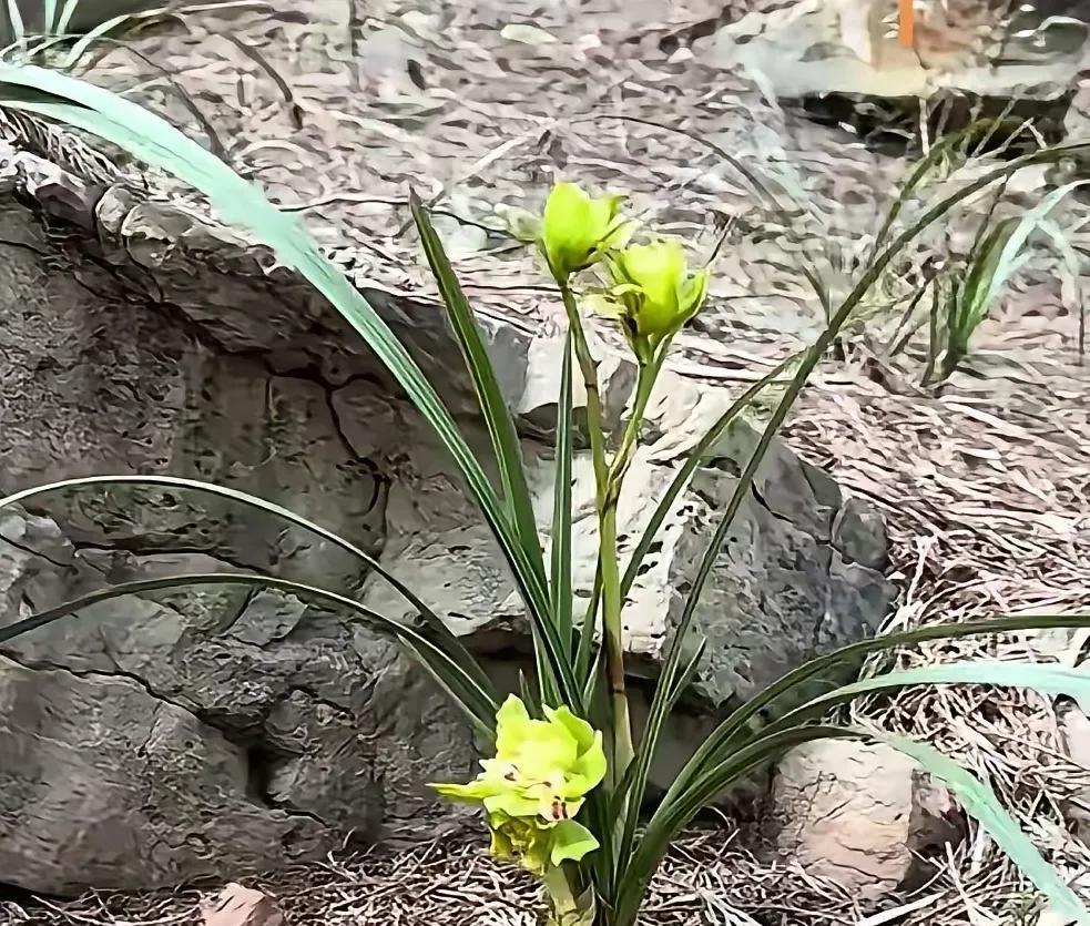 一花独秀，
万美争春！