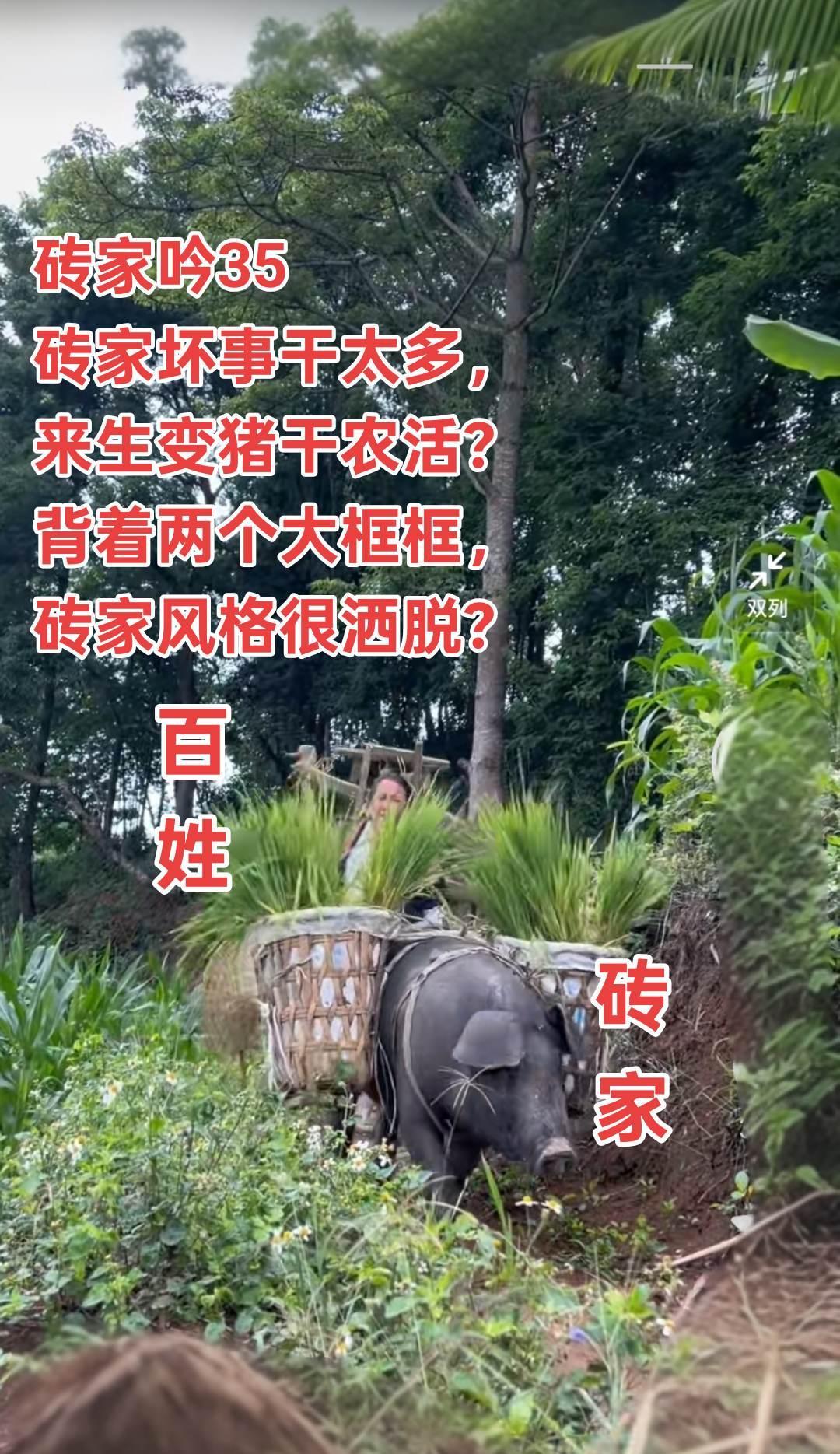 砖家坏事干太多，
来生变猪受折磨。
背着两个大框框，
砖家风格很洒脱？
#砖家#