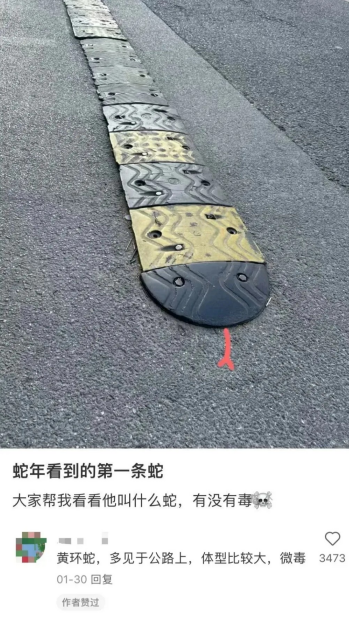 看到的第一条蛇