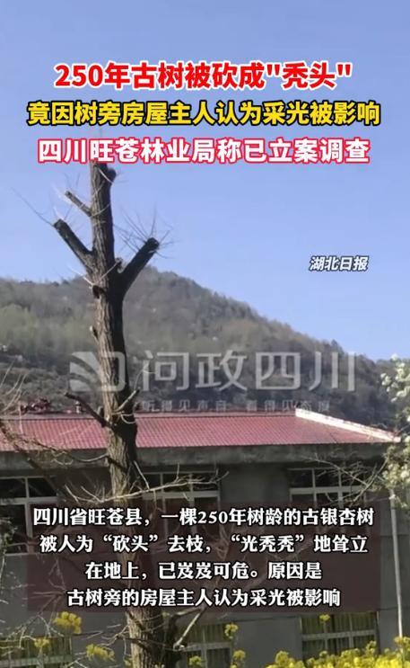 百年银杏树变成“秃头”了！
夏日临近，不少树木已经完成抽枝发芽的过程，长出绿油油
