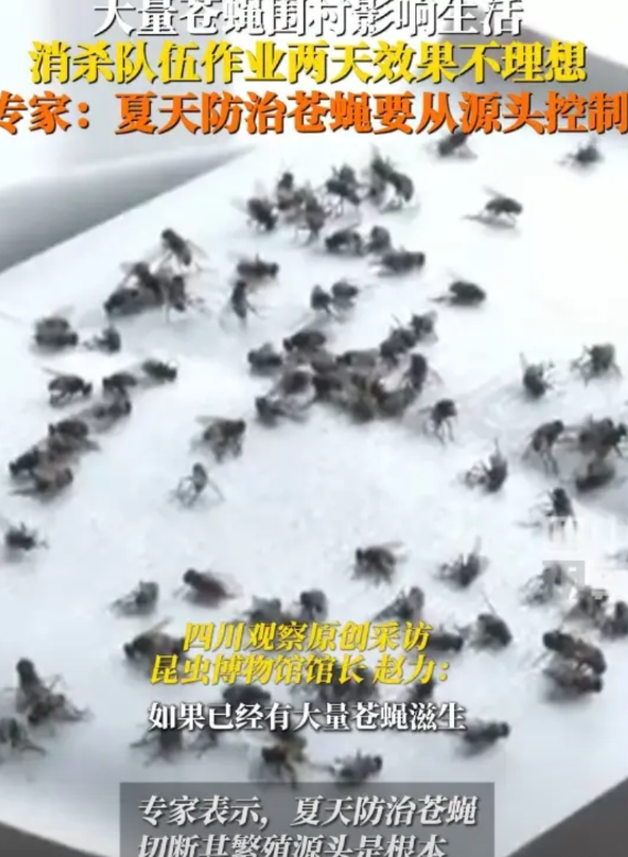 广州一村现大量苍蝇引村民担忧
近日，广东广州南沙大岗镇庙青村有村民报料称，近两个