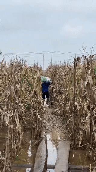 泥泞苞米地，佝偻身影，肩上重担，华夏大地一个父亲的缩影。
本是收获季，却偏逢阴雨